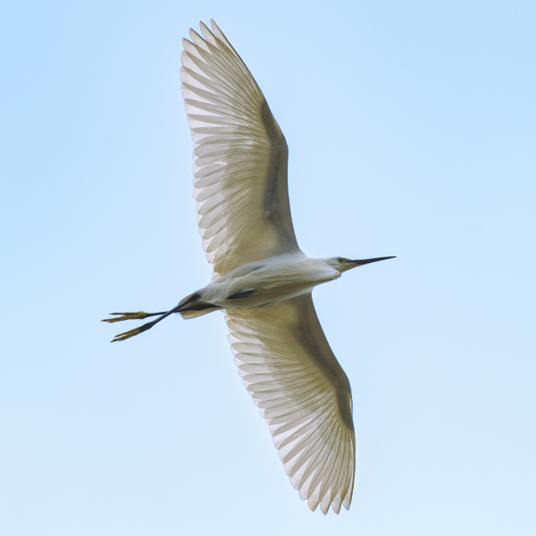 Aigrette garzette en vol